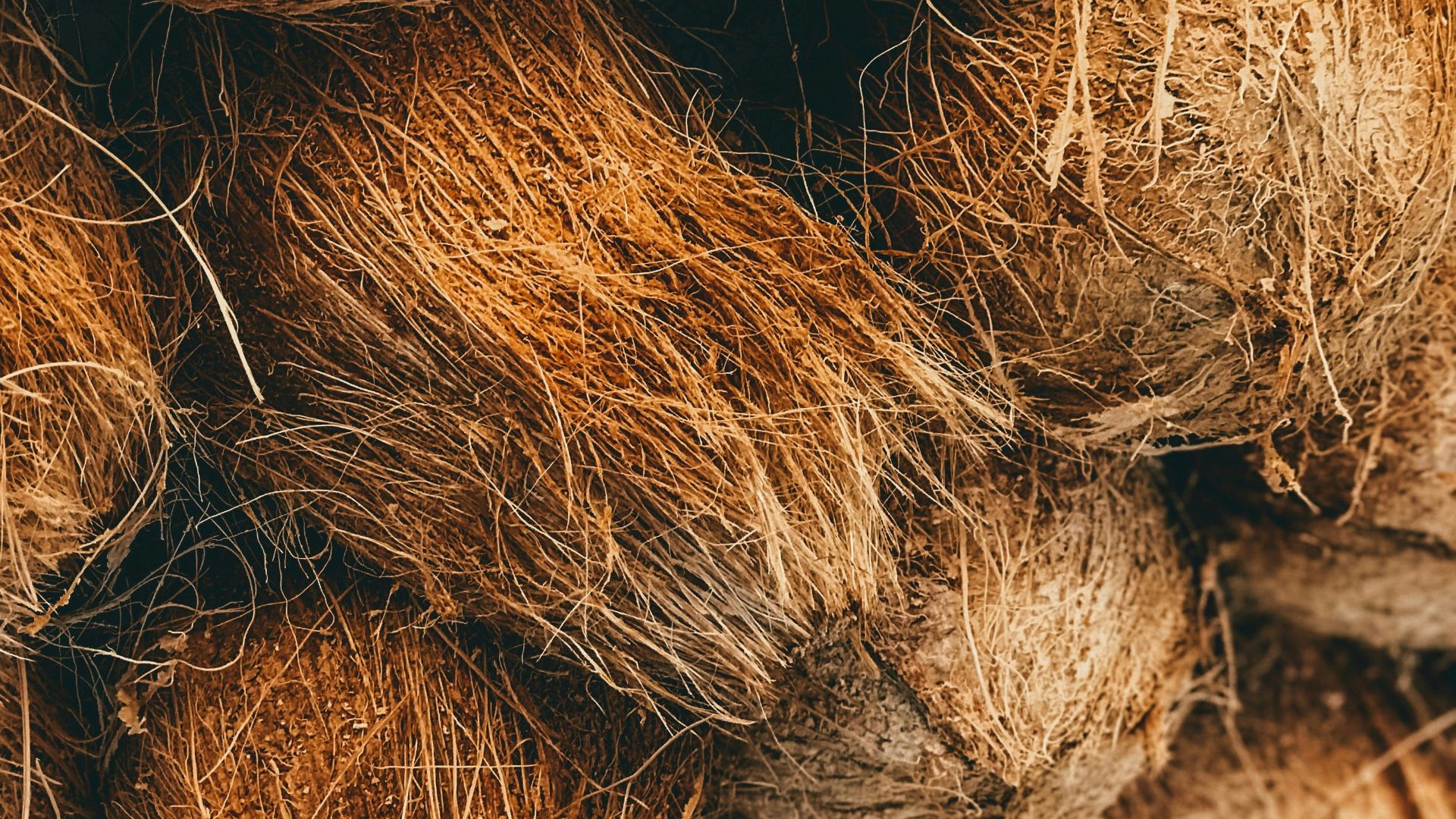 6. Les noix de coco de Molokai