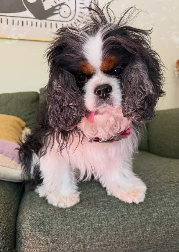 Petit chien touffu