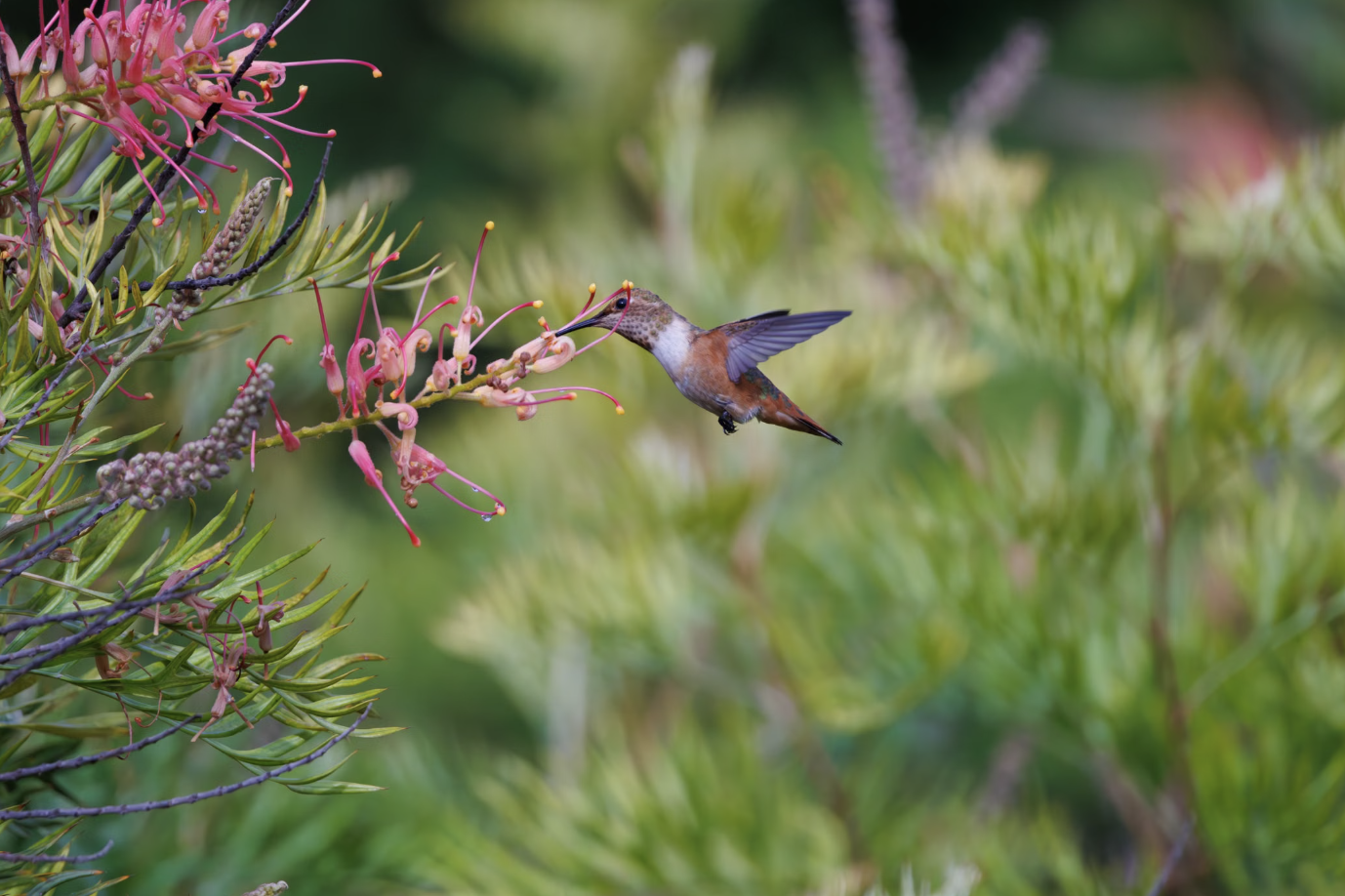 6. Hummingbirds Were All The Rage