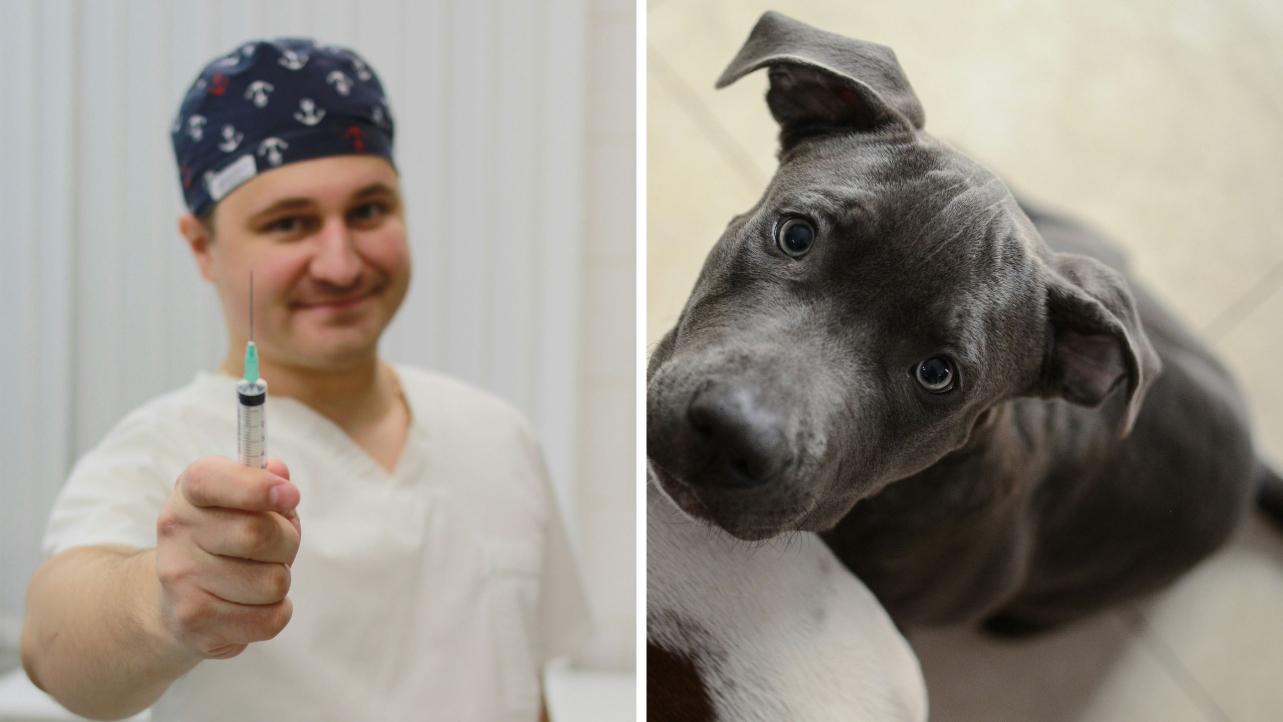 Oklahoma woman posts her hyperactive puppy. Then she has an expert euthanize it: ‘Vet office needs to be held accountable as well!’