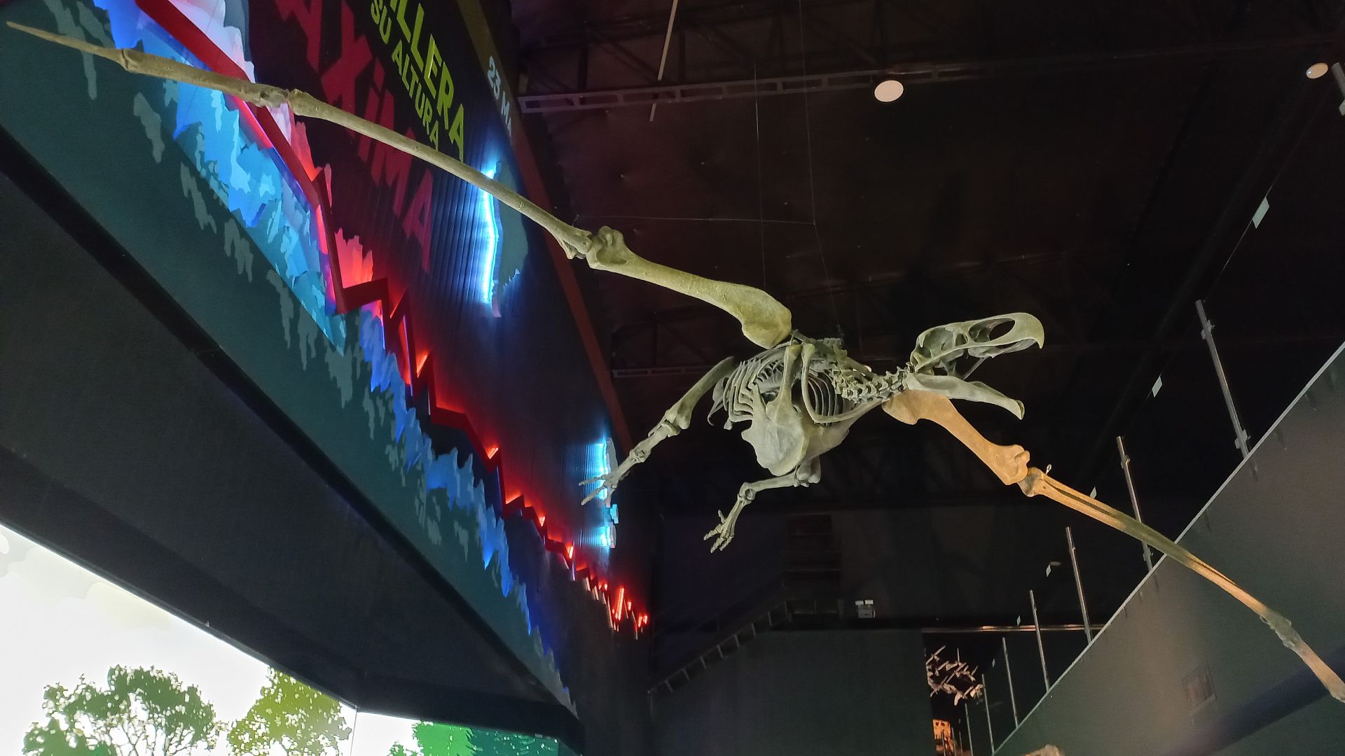 13. L'Argentavis était un cousin géant des oiseaux volants actuels