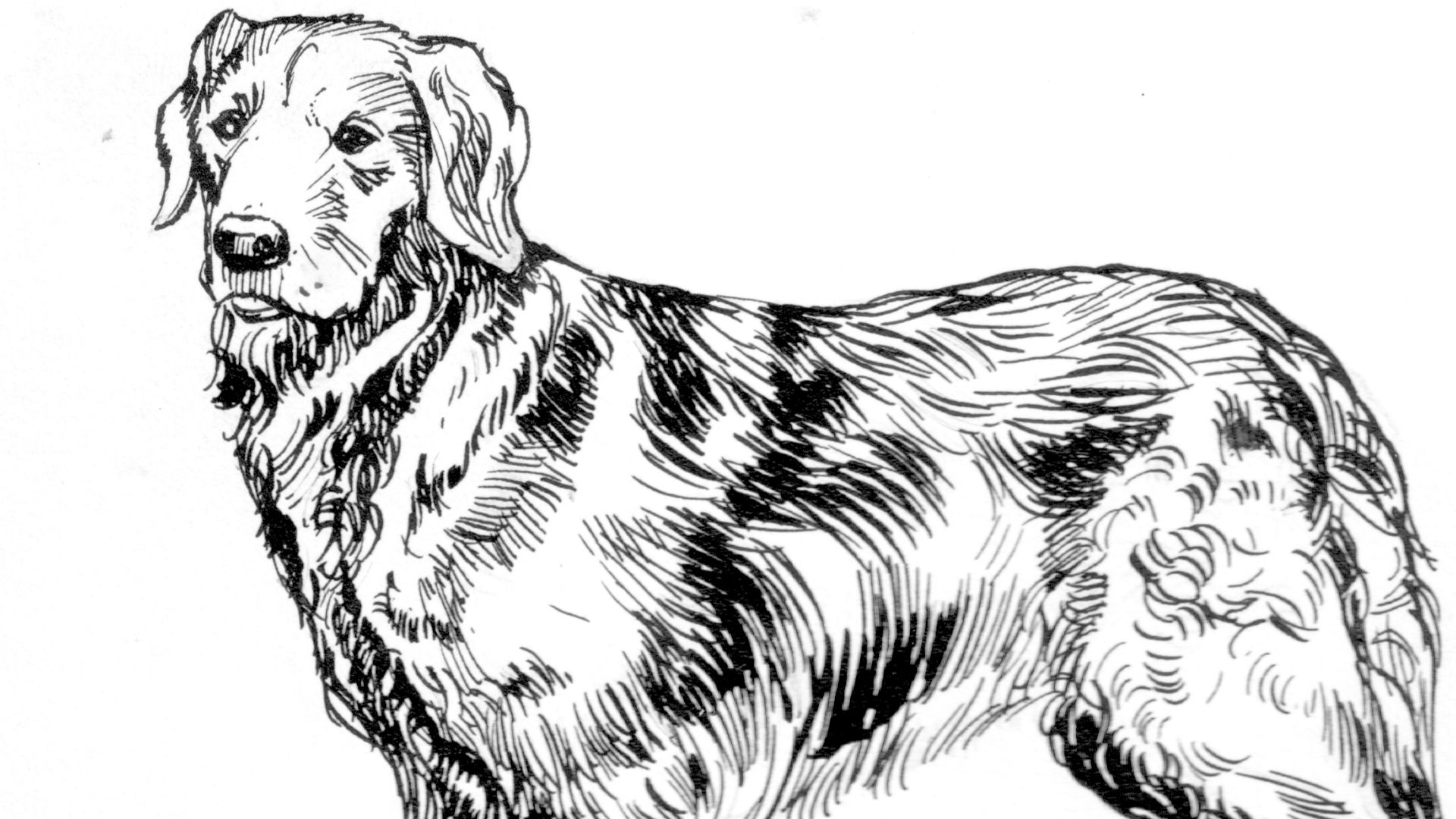 4. Golden retriever
