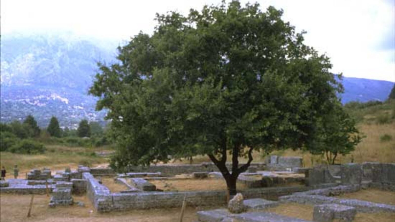15. The Oak Tree At Dodona Spoke For Zeus