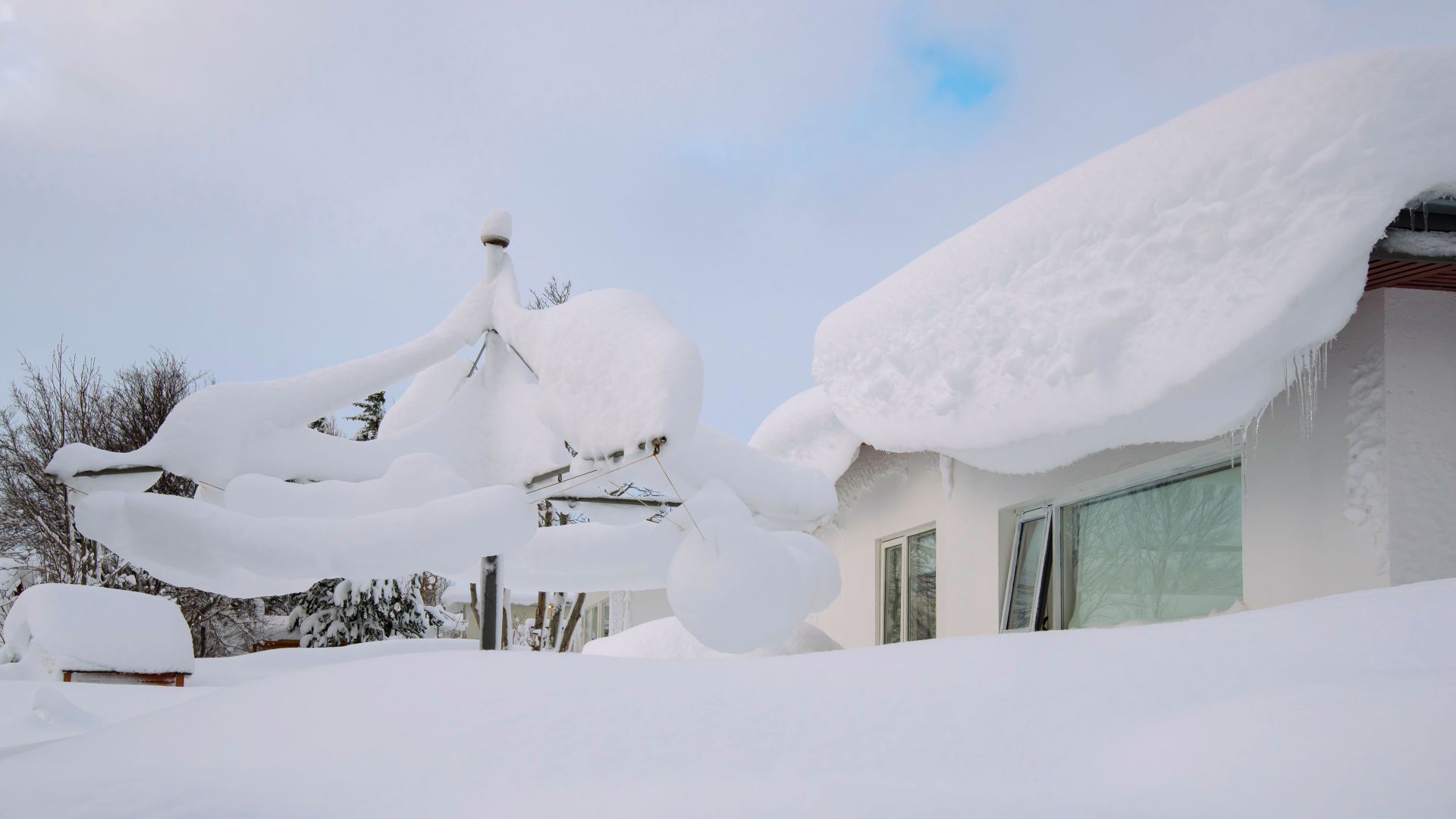 11. Des roses des neiges plus hautes que leurs abris