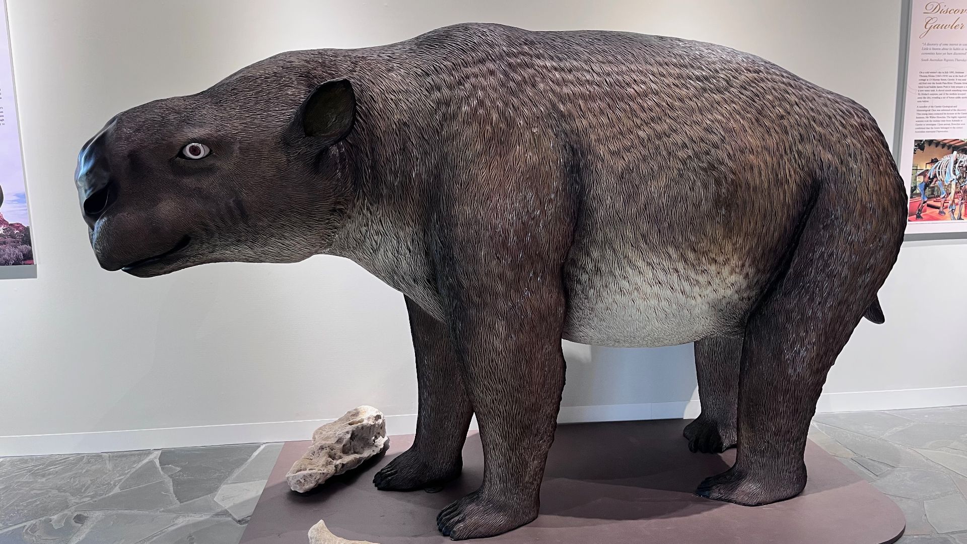 3. Le diprotodon était un wombat aux proportions gigantesques