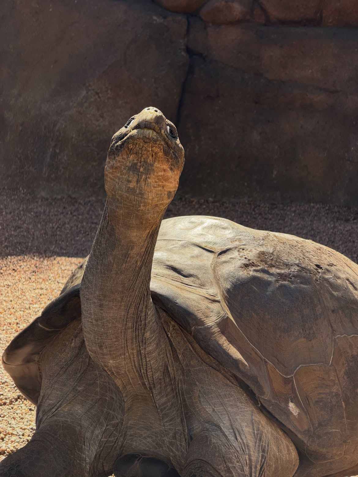 Le mystère de la tortue