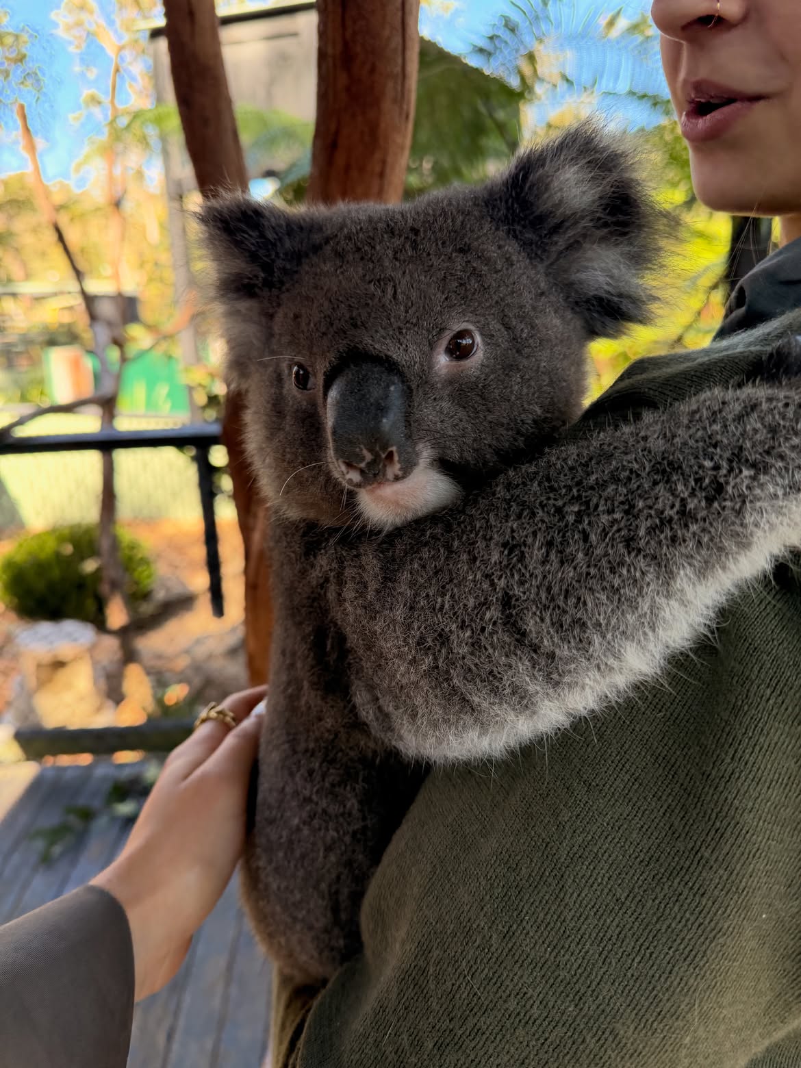 Le petit caractère du koala