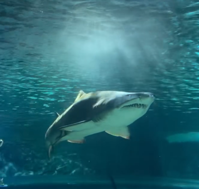 Frissons dans les eaux australiennes