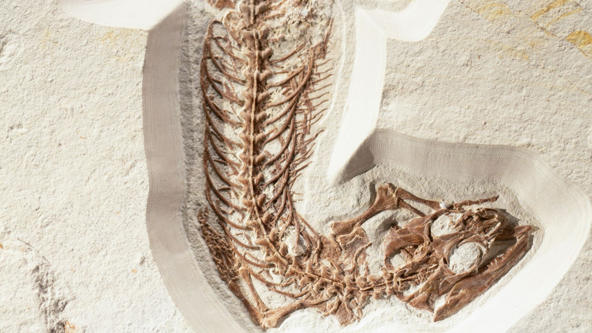 6. Les fossiles de dinosaures peuvent conserver la trace de leur dernier repas