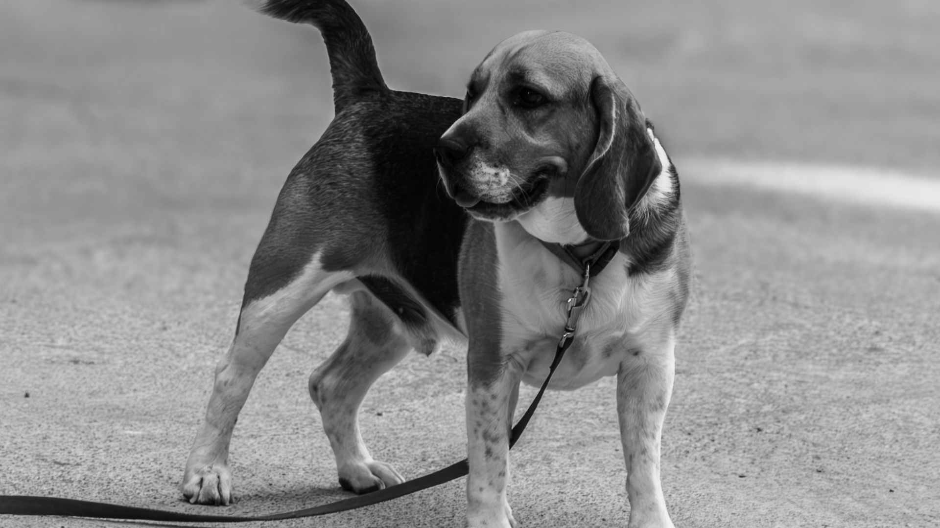 8. Beagle