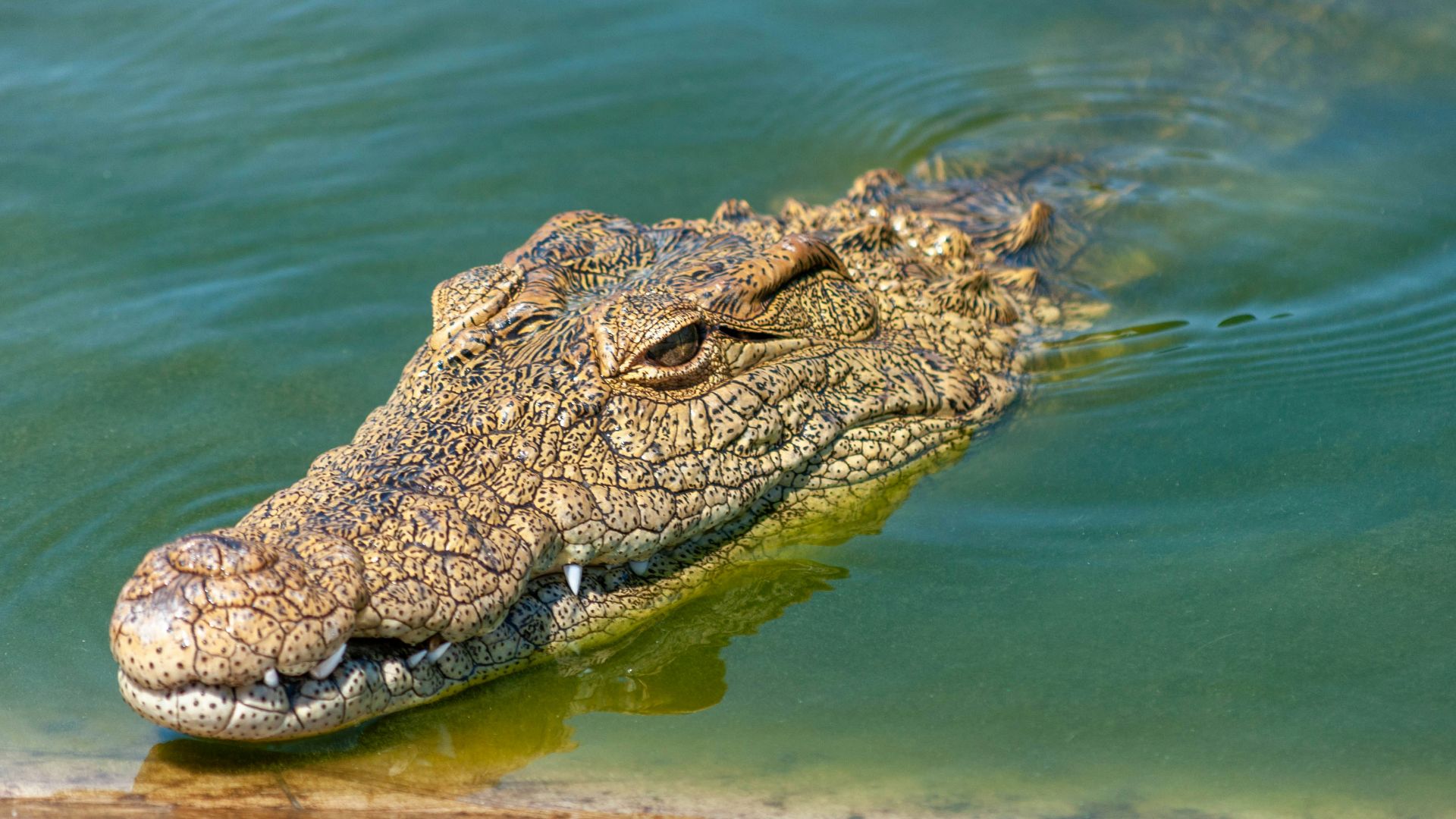 2. Les crocodiles dans l'Égypte antique