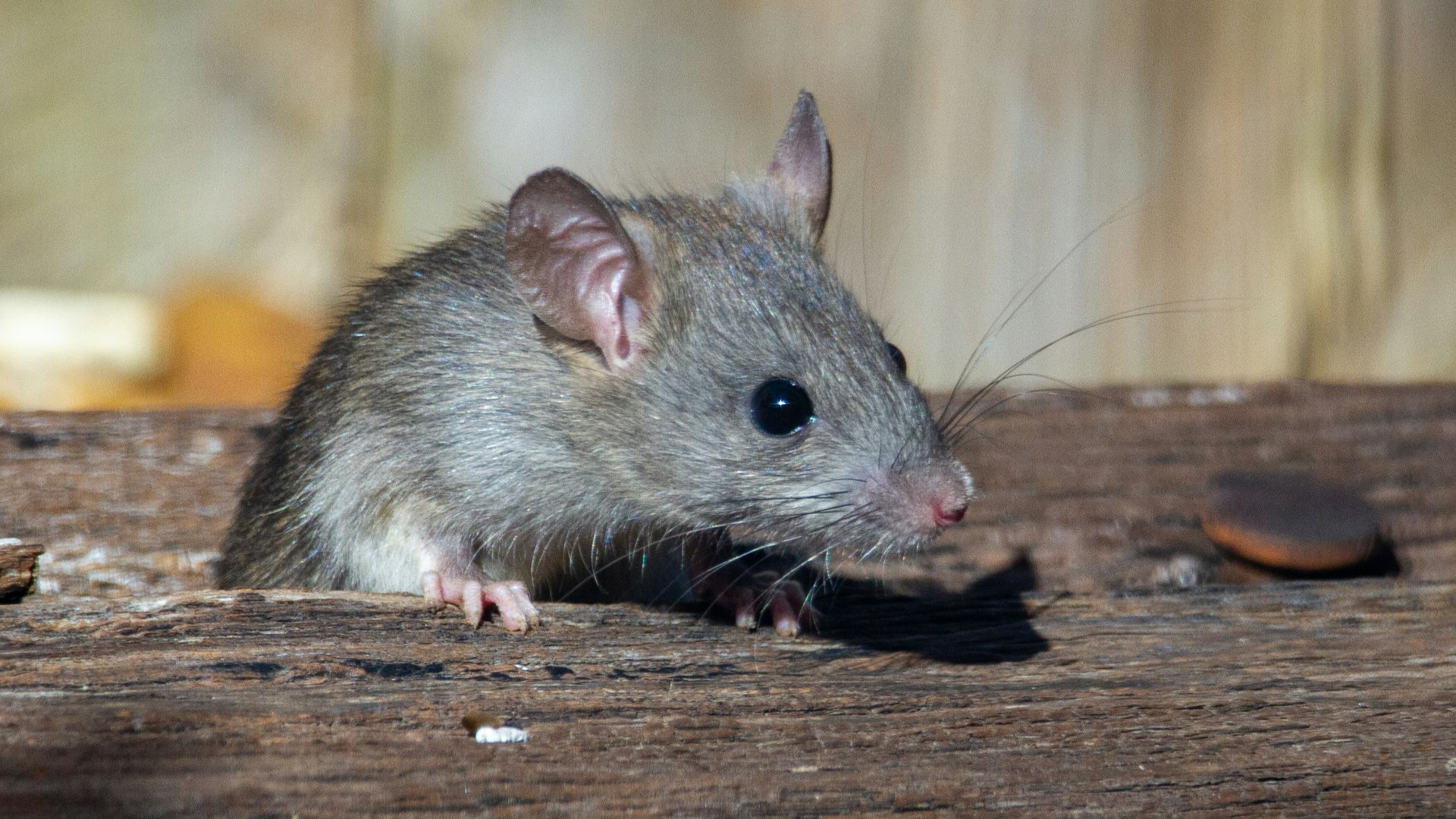 1. La prime aux rats à Hanoï