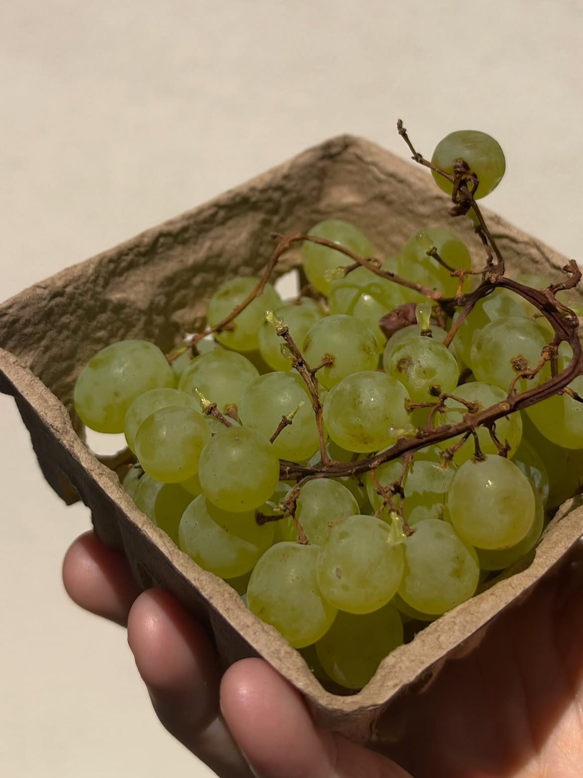 Les raisins d’Ojai