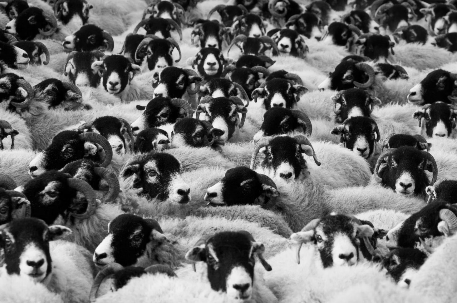 2. Des milliers de moutons ont été touchés