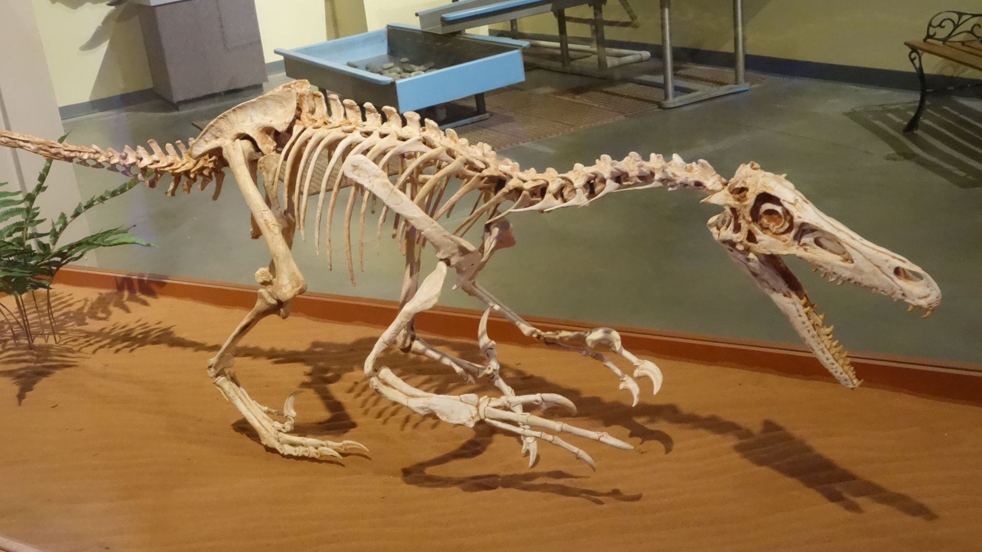 8. Les vélociraptors étaient d'énormes monstres