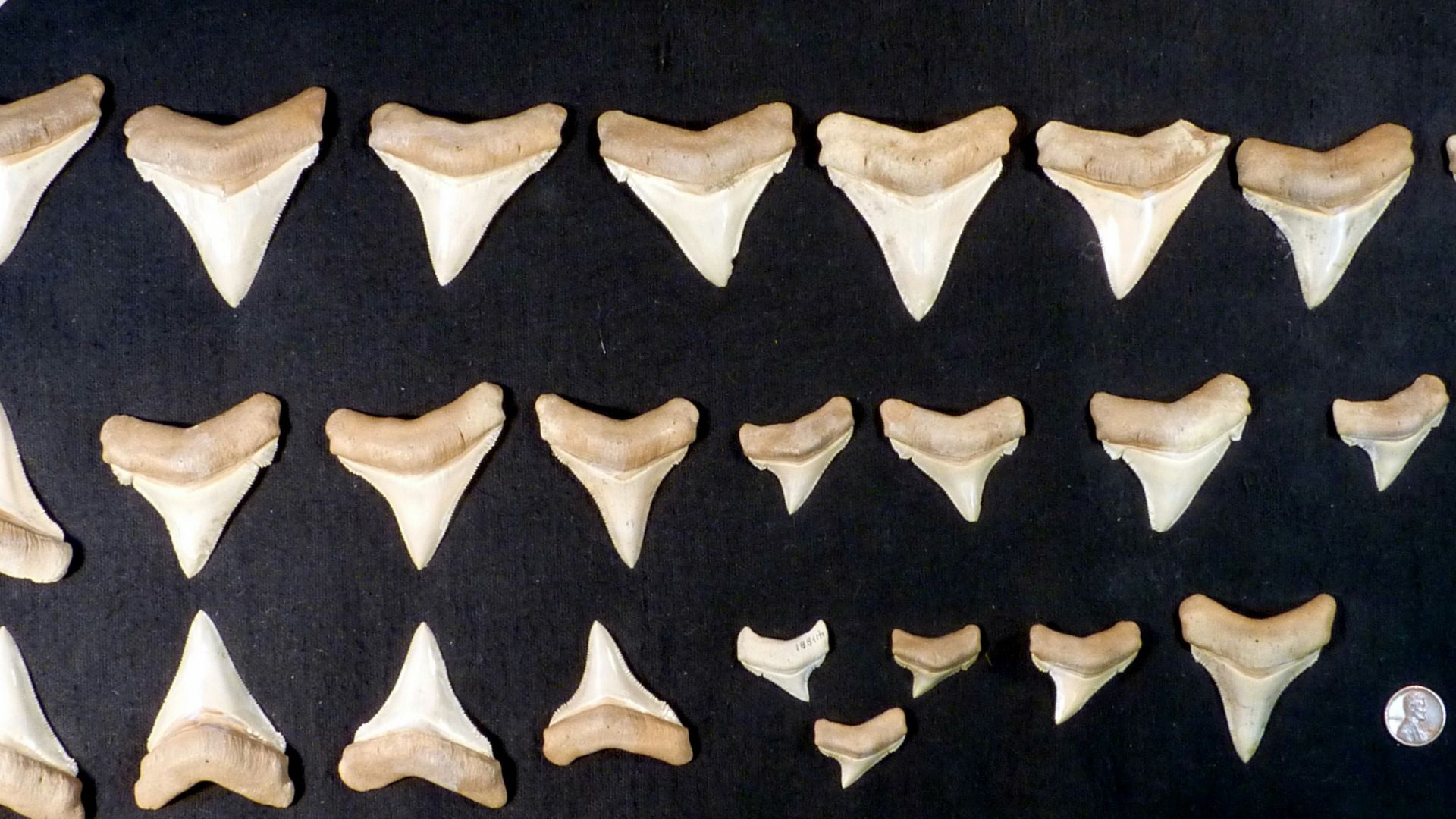13. Les scientifiques peuvent utiliser des dents fossiles pour étudier les températures du passé