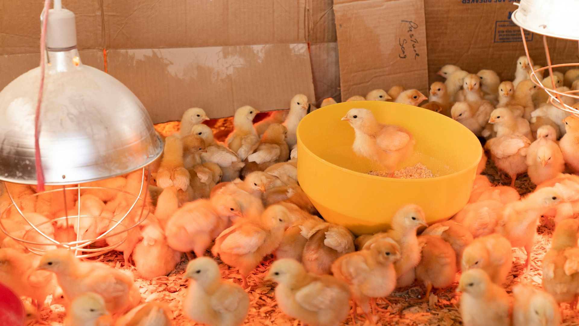 7. Poussins d'un jour