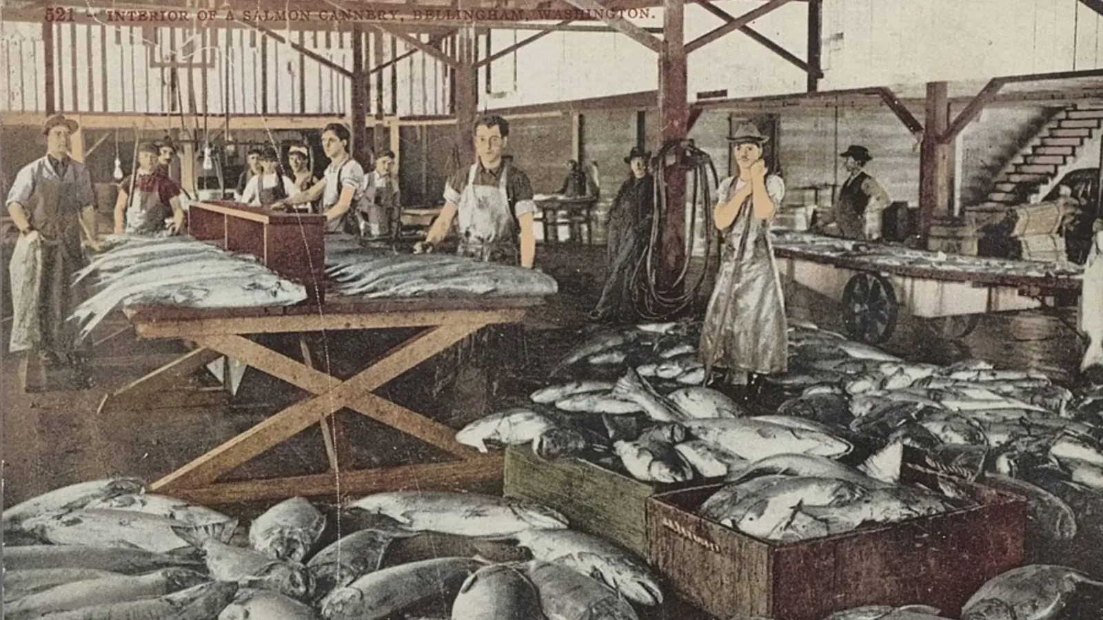 13. A Riverbank Scow Brought Salmon Inland