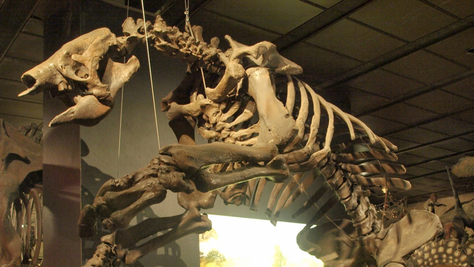 14. L’Eremotherium était un autre paresseux colossal