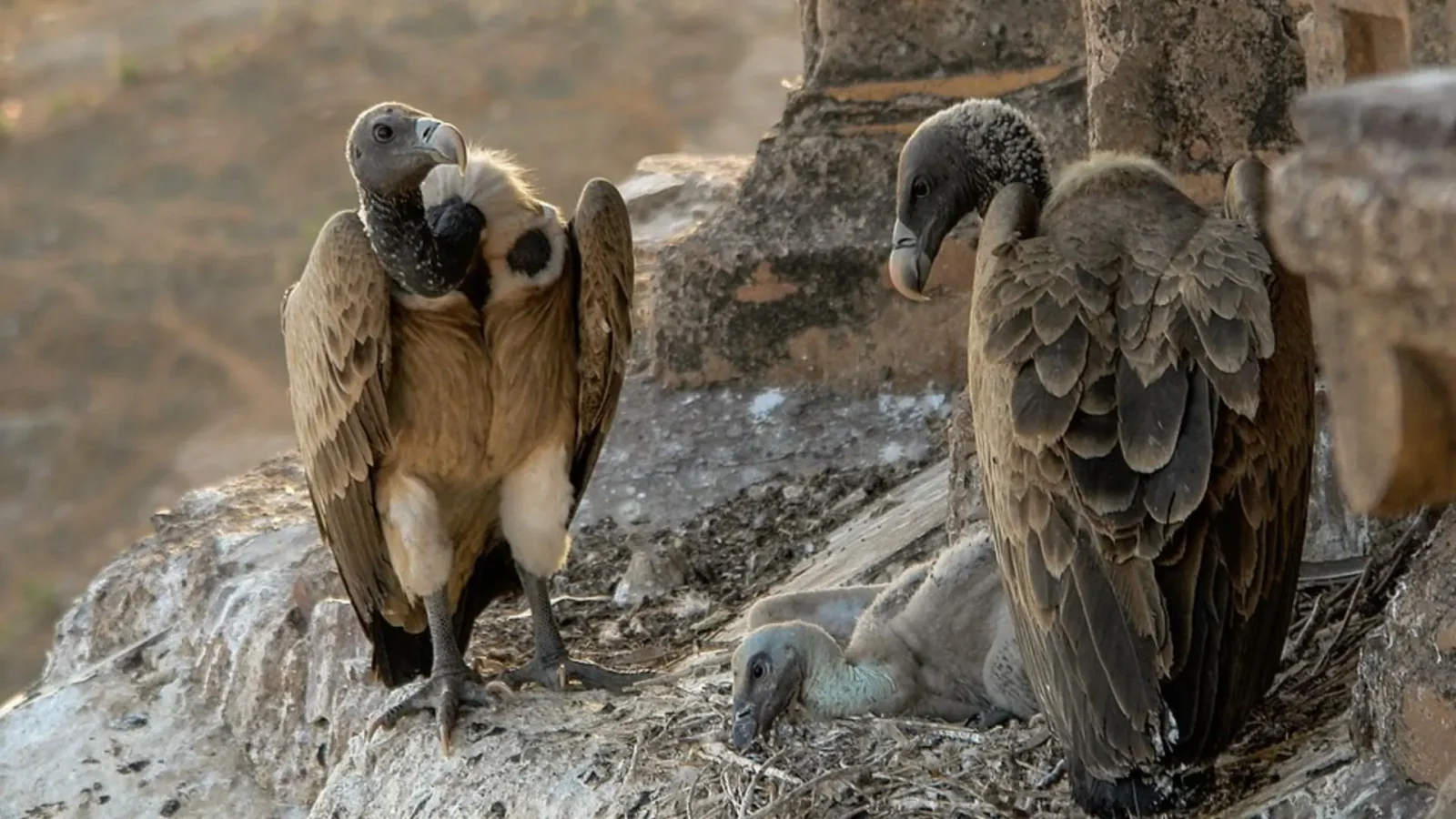 4. Rome's Founding Came Down To A Vulture Count