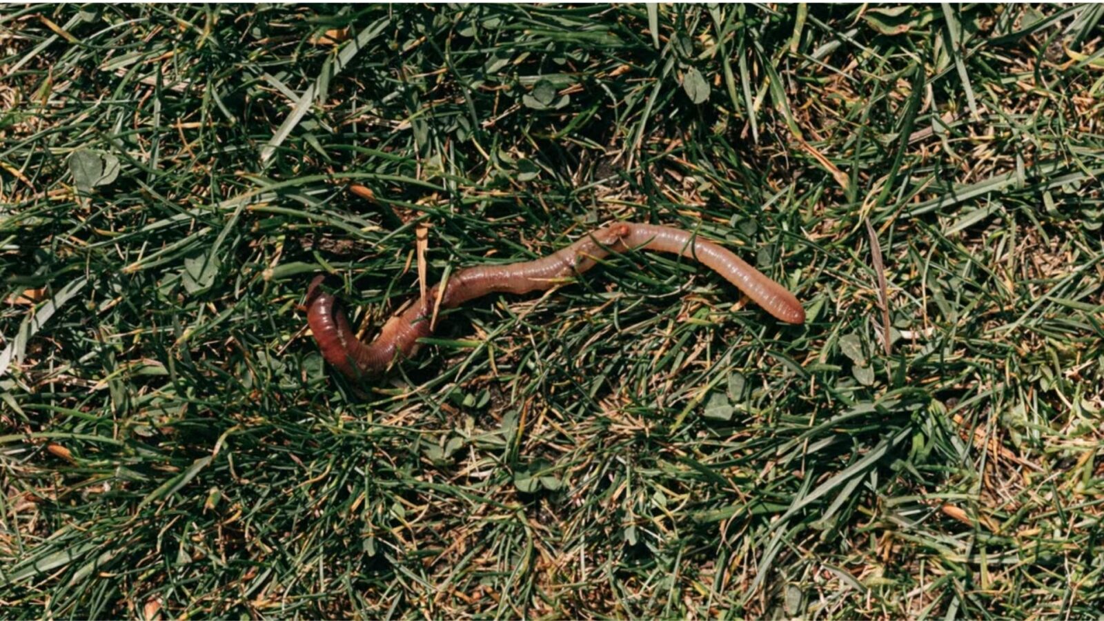 5. The Pied Pipers Of The Pasture