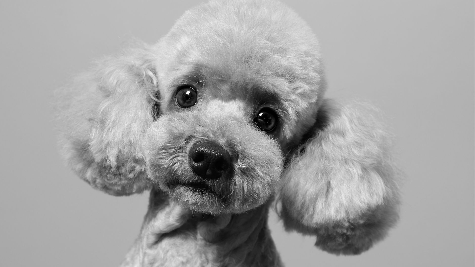 6. Caniche