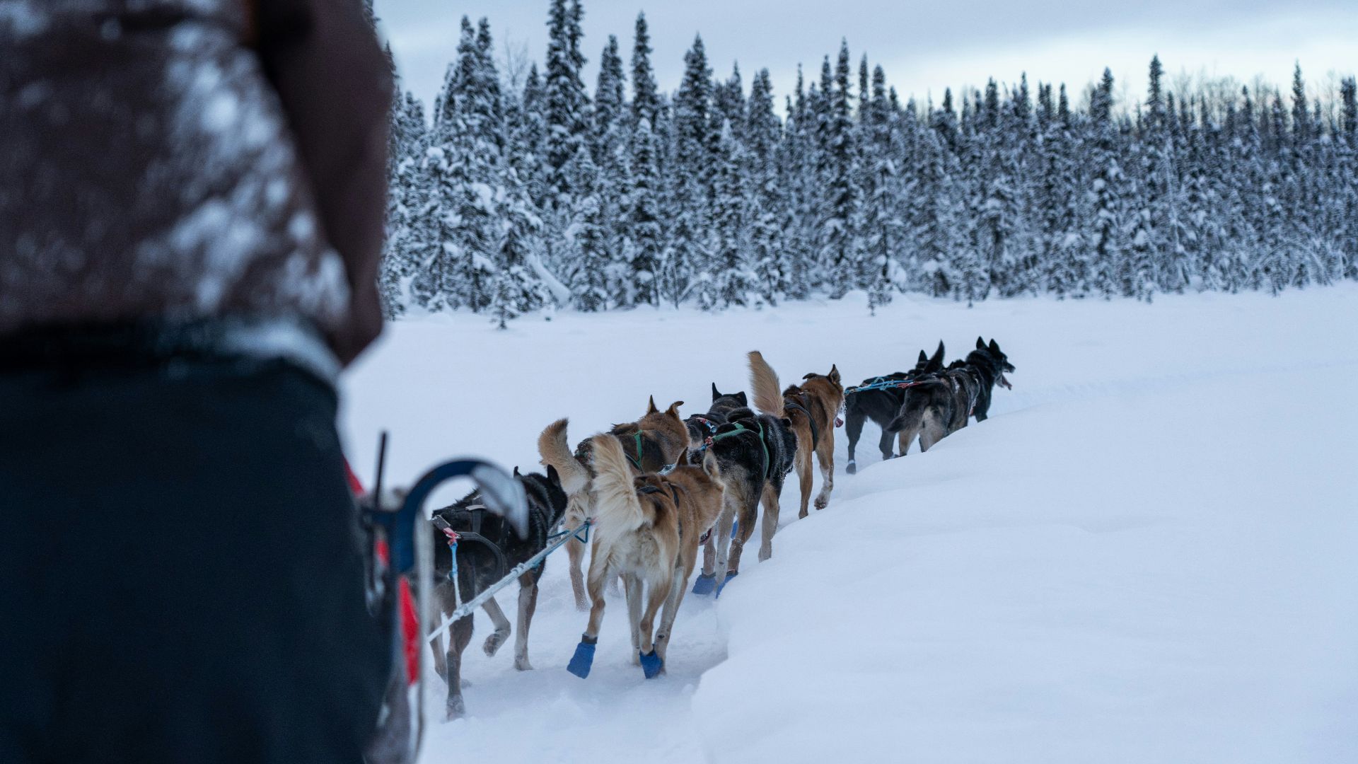 9. Les traîneaux à chiens en Alaska