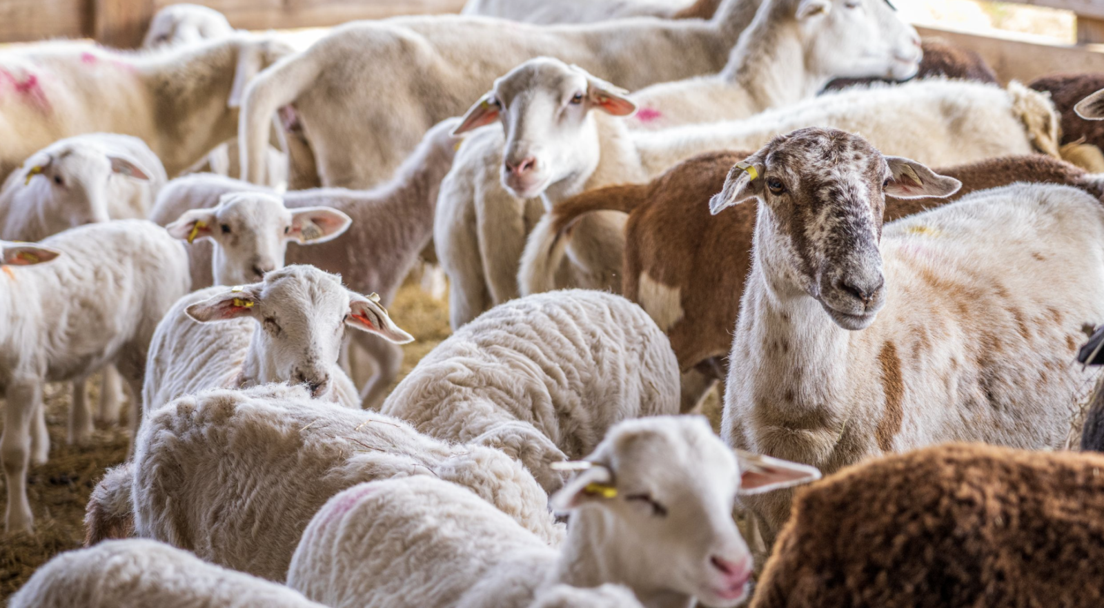 14. Peut-être ne devriez-vous pas enfermer vos moutons !