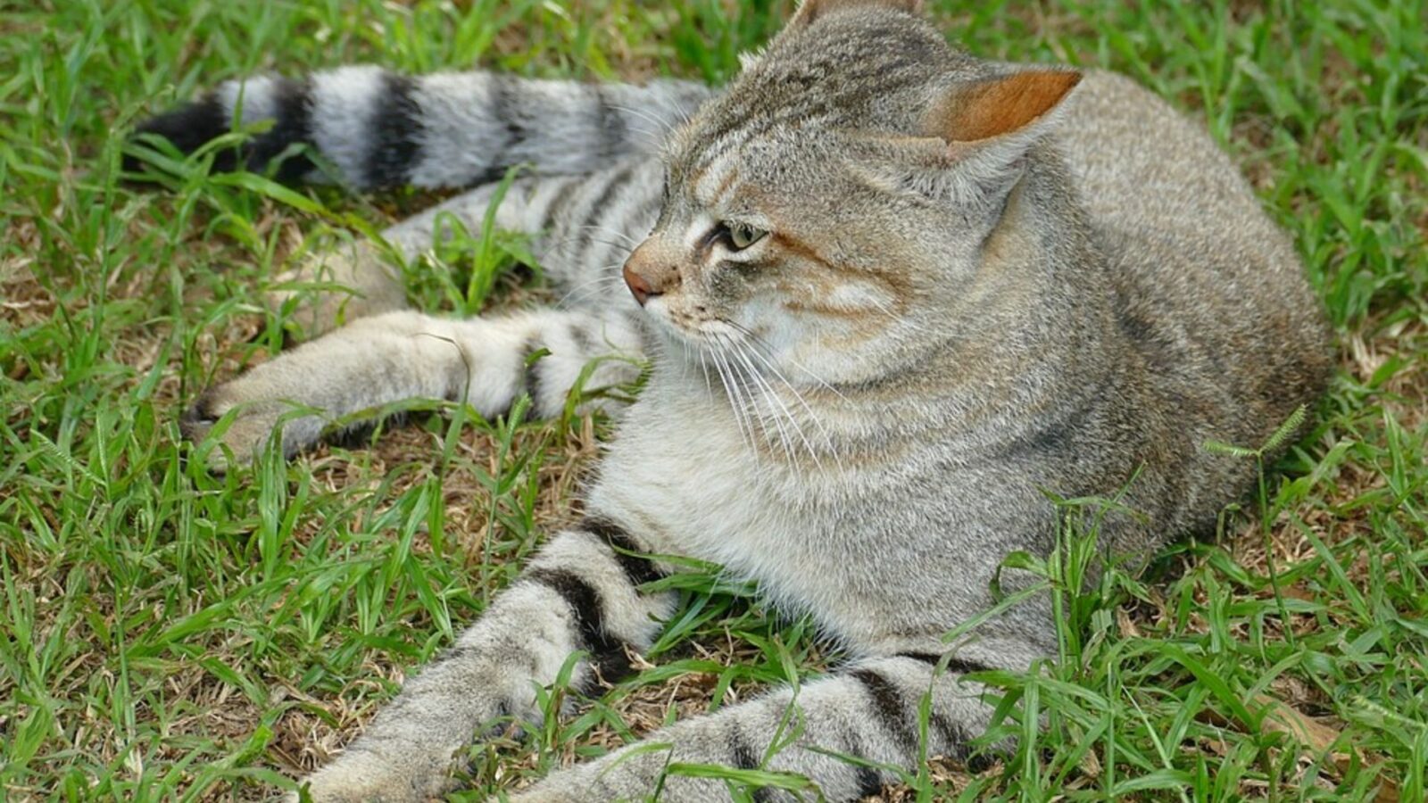 3. The First House Cats Were African Wildcats