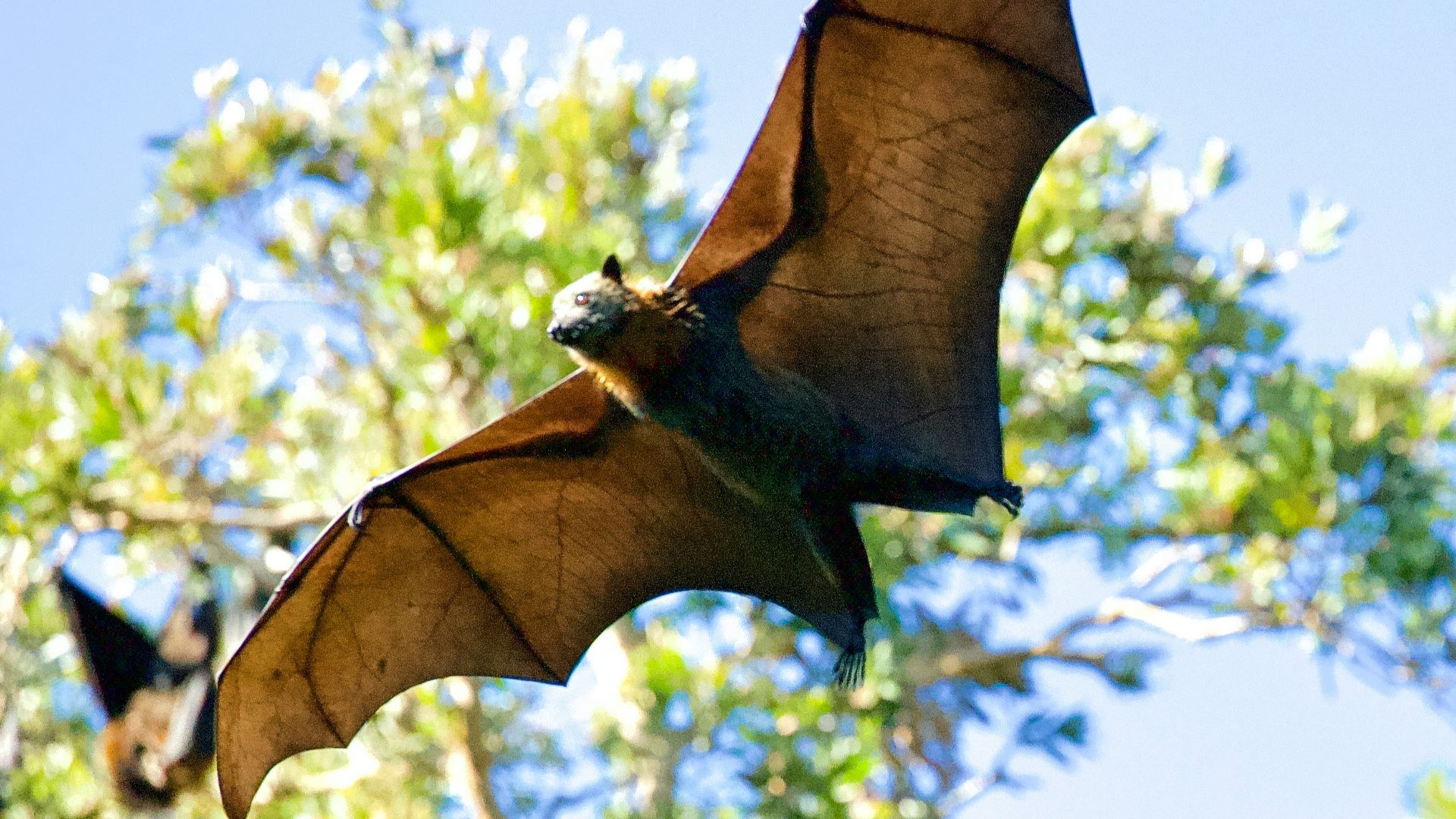 9. Les chauves-souris
