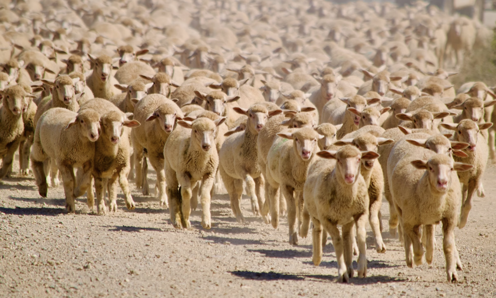 4. Les moutons voulaient à tout prix s'enfuir