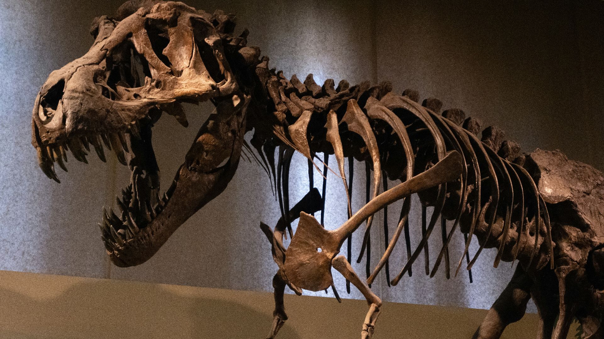 10. Les dinosaures ont régné pendant une période incroyablement longue