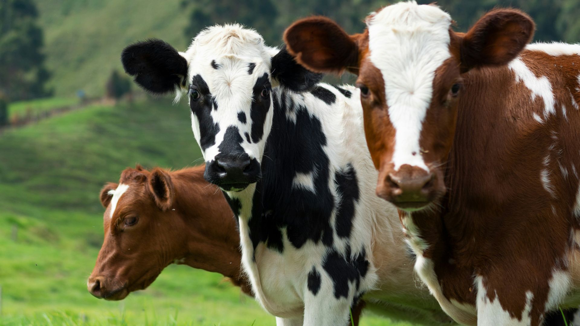 10. Les vaches dans l'Inde antique
