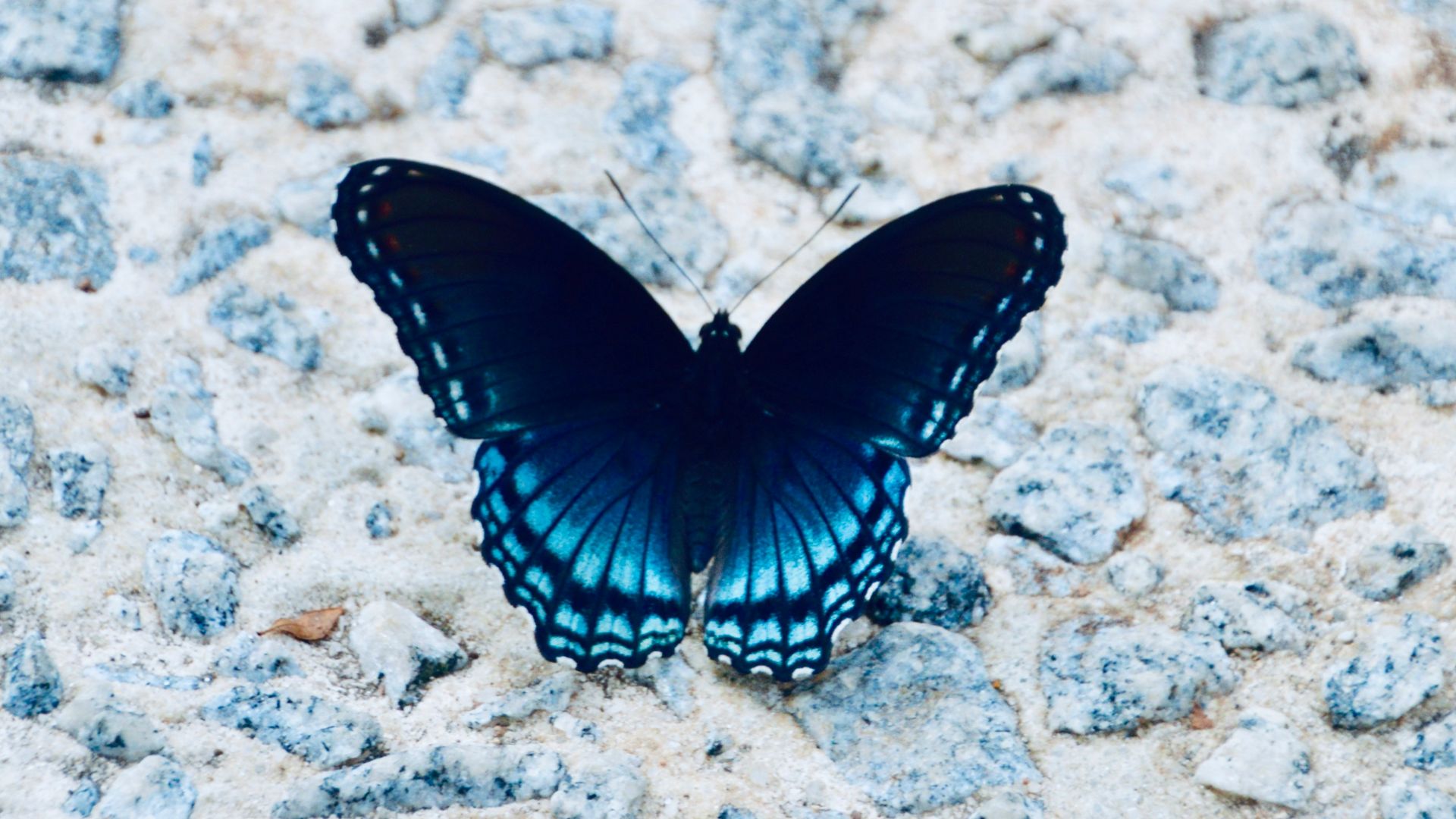 10. Les papillons