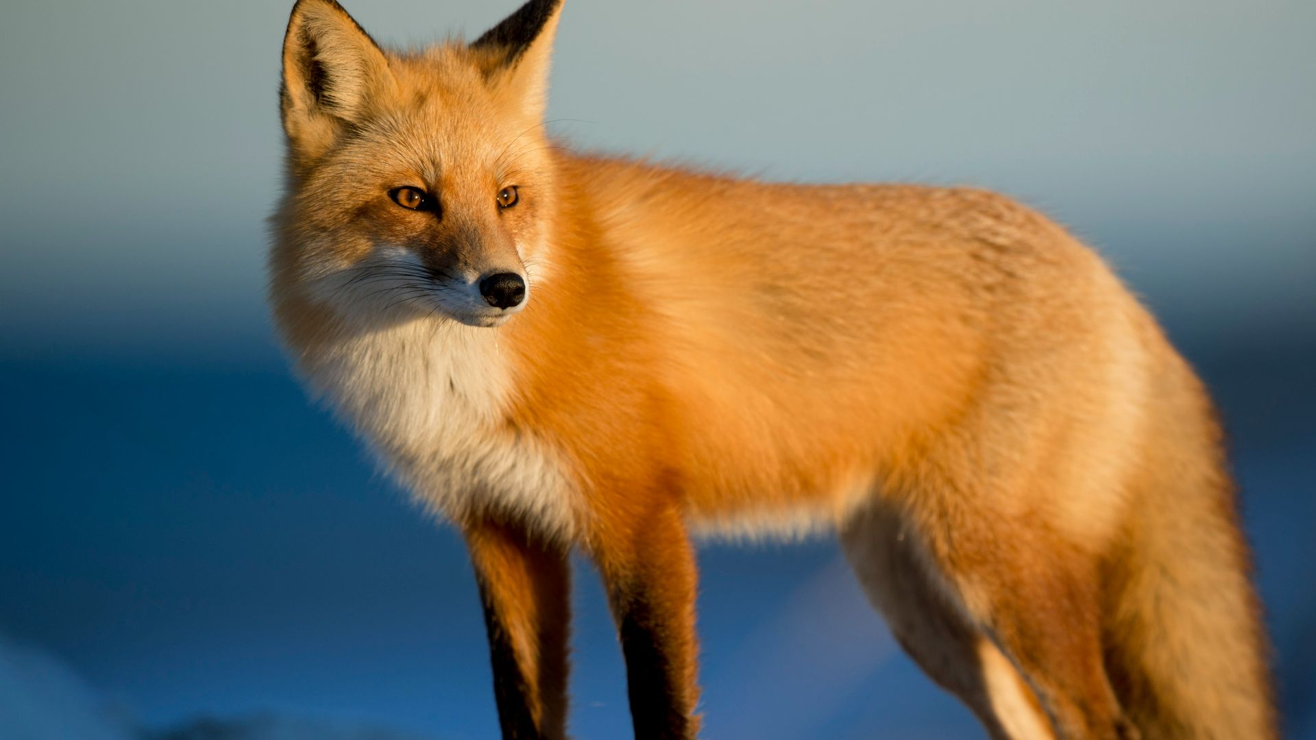 14. Les renards