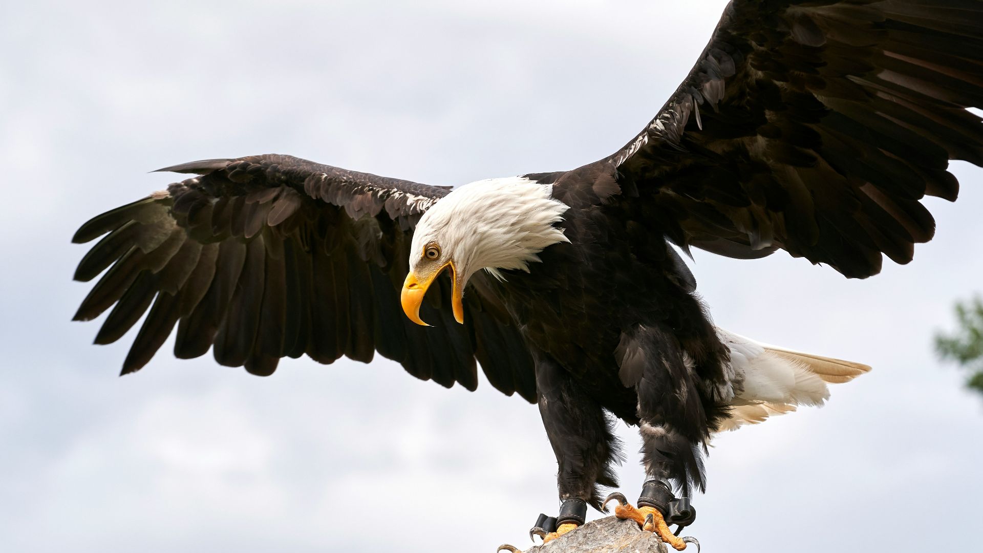 18. Les aigles dans la Mésoamérique antique