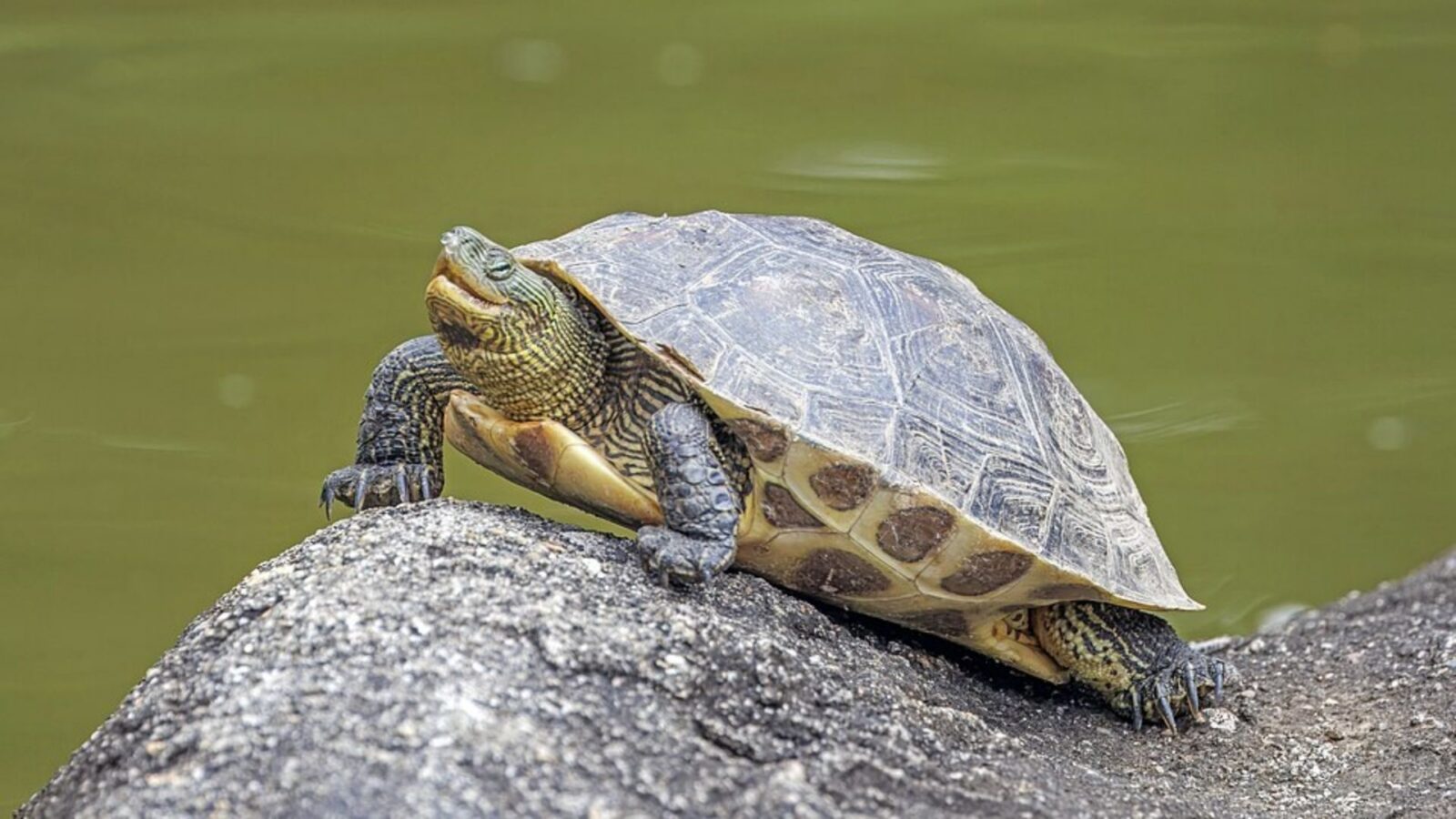 1. Shang Kings Asked Turtle Shells About War, Weather, And Childbirth