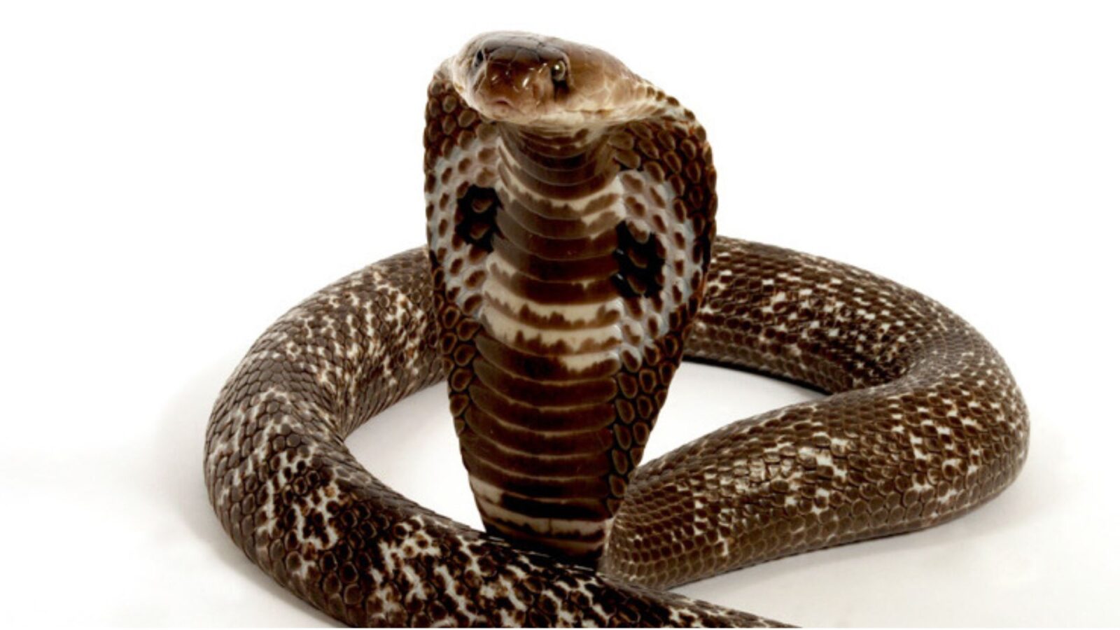 7. L'effet Cobra