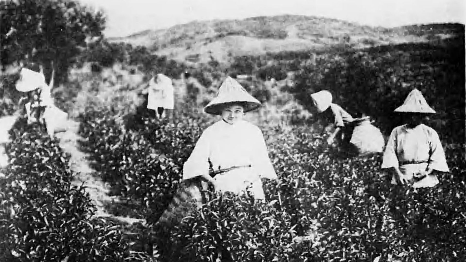 10. La loi sur le thé