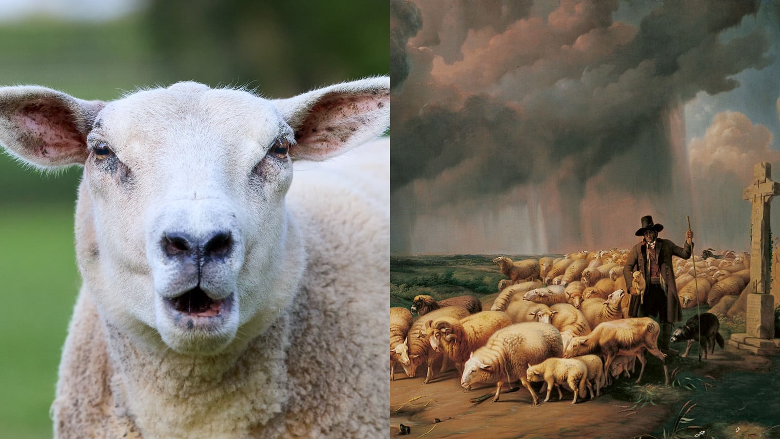 The Great Sheep Panic Of 1888 That No One Could Explain