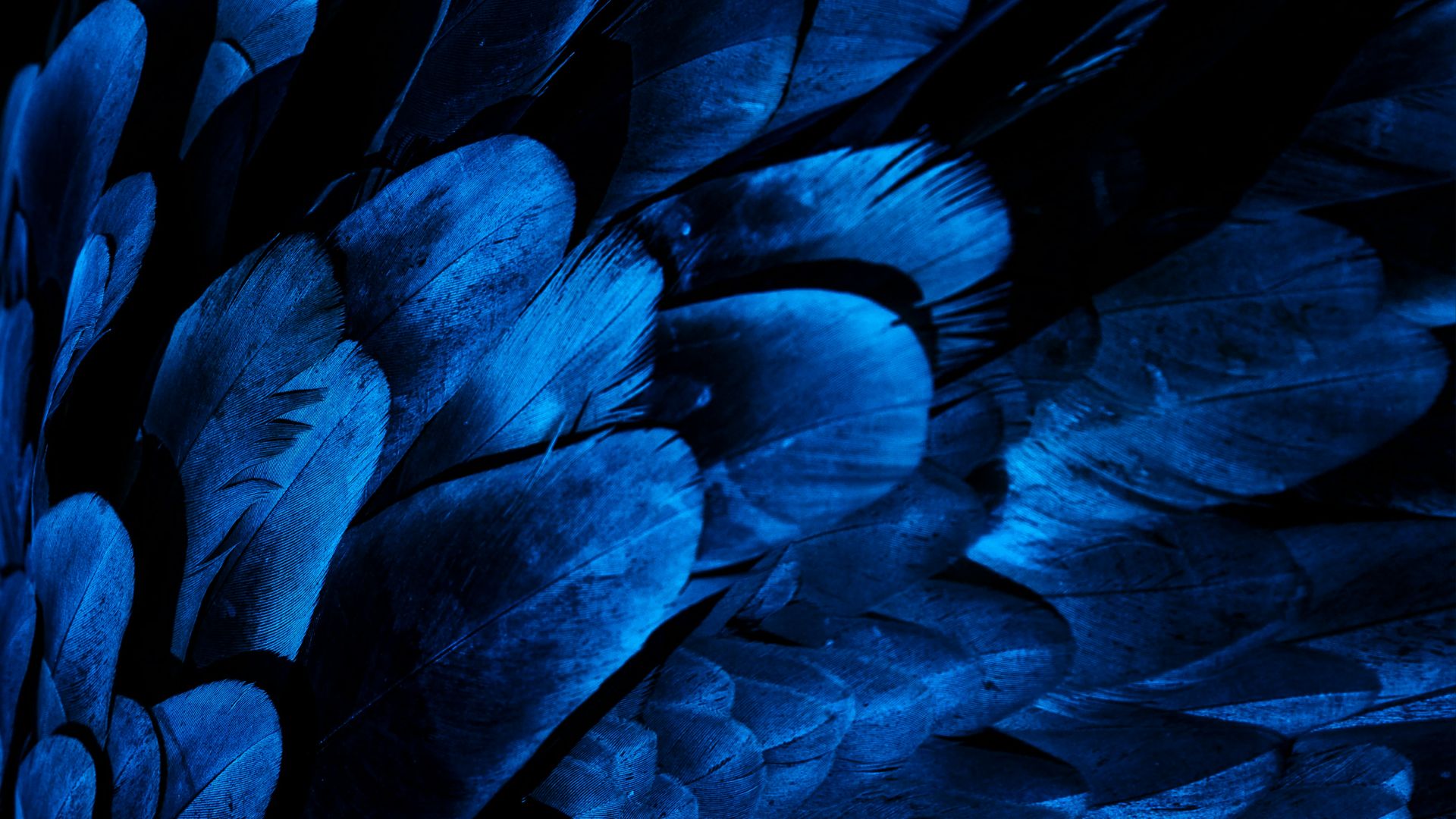 5. Certaines plumes sont apparues avant le vol
