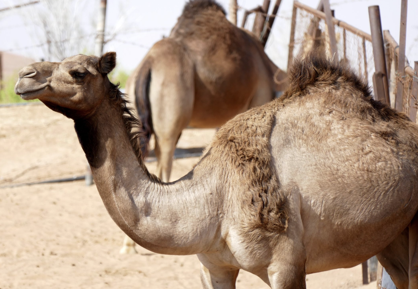15. Two Tribes Fought For Decades Over A Dead Camel