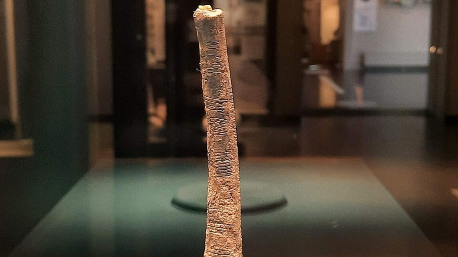 12. Un os vieux de 20 000 ans aurait permis de mesurer le temps
