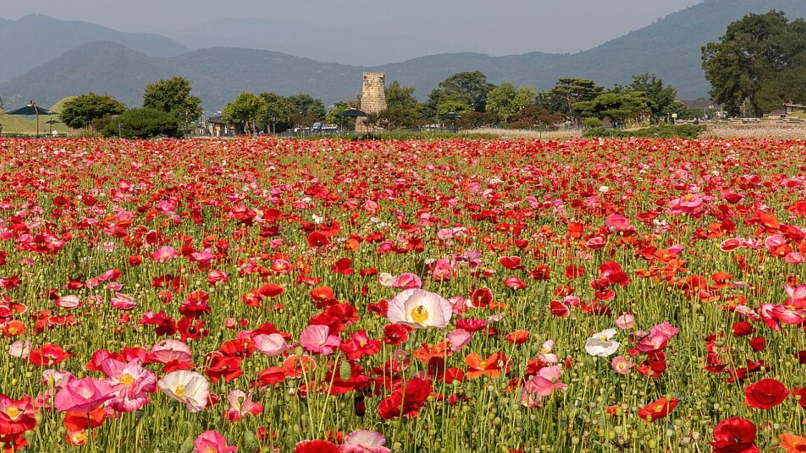 15. Red Poppies And Lush Forests