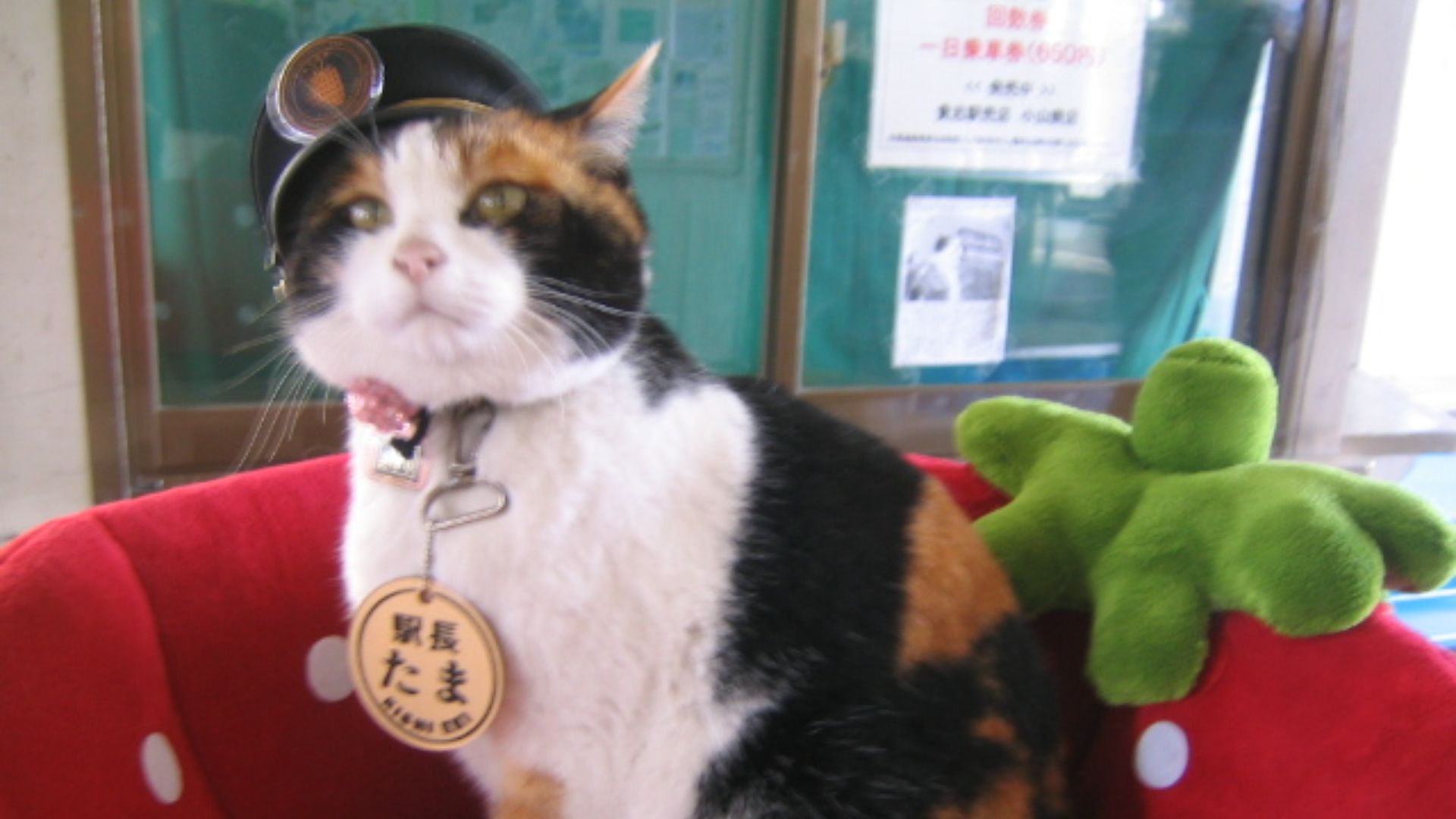 17. Tama