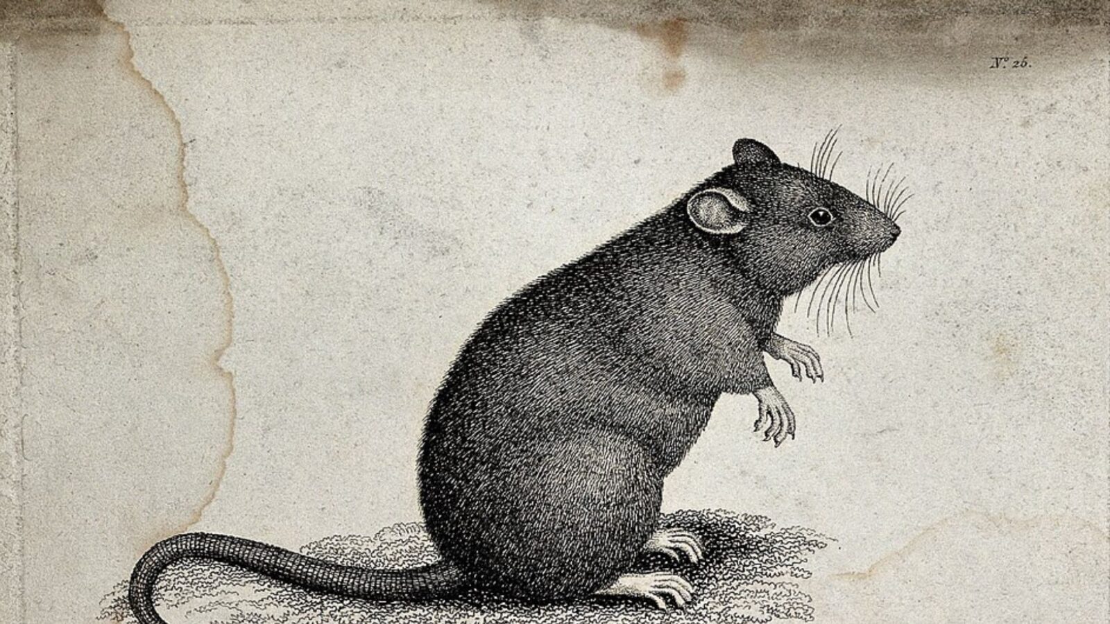 8. La prime française sur les rats