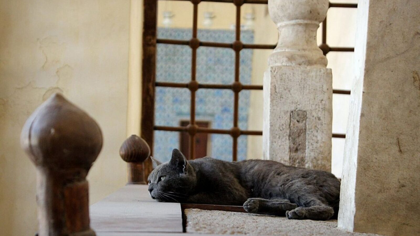 14. A Whole City Became Cat Central