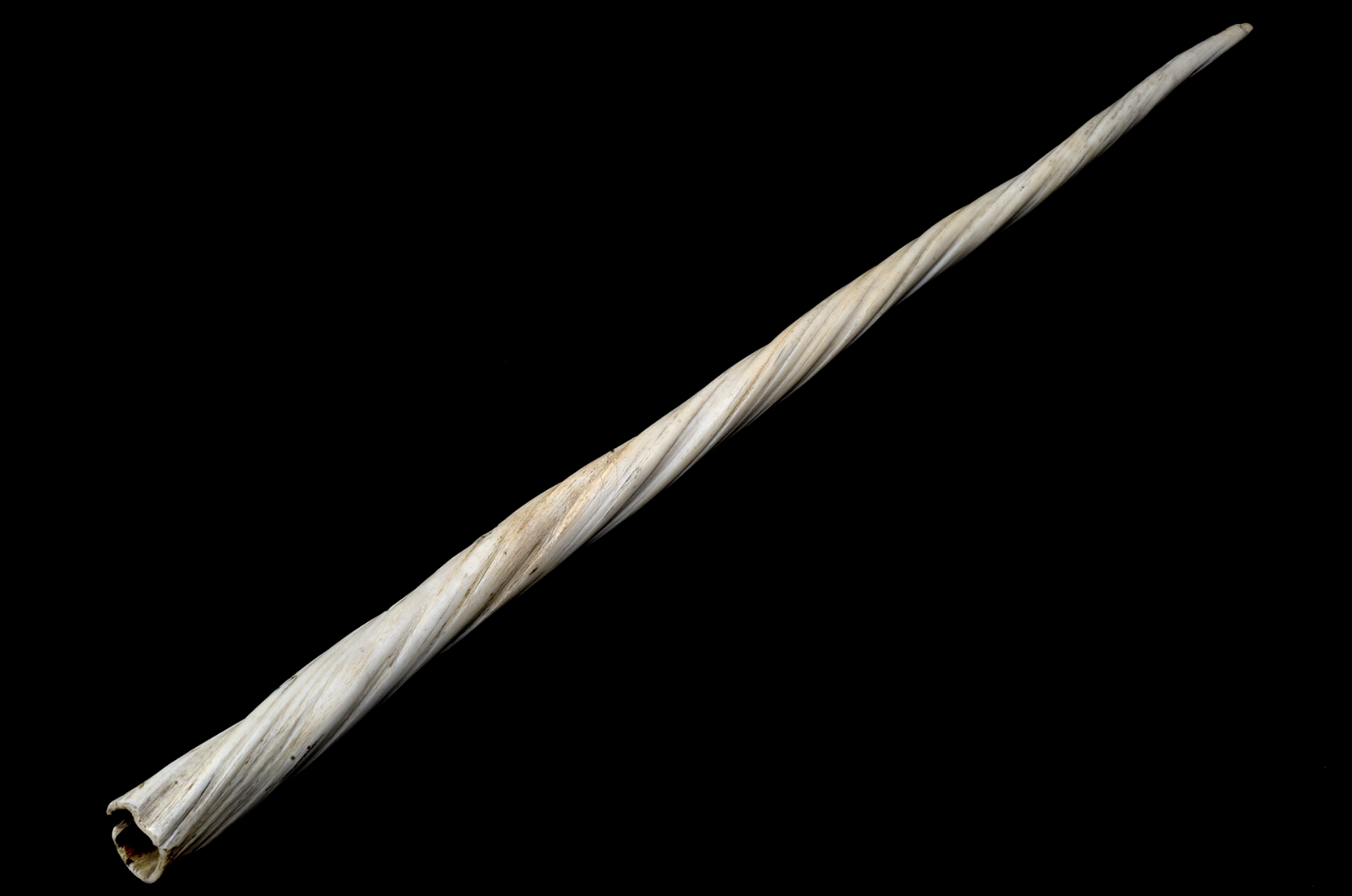 12. Les défenses de narval provenaient des Vikings