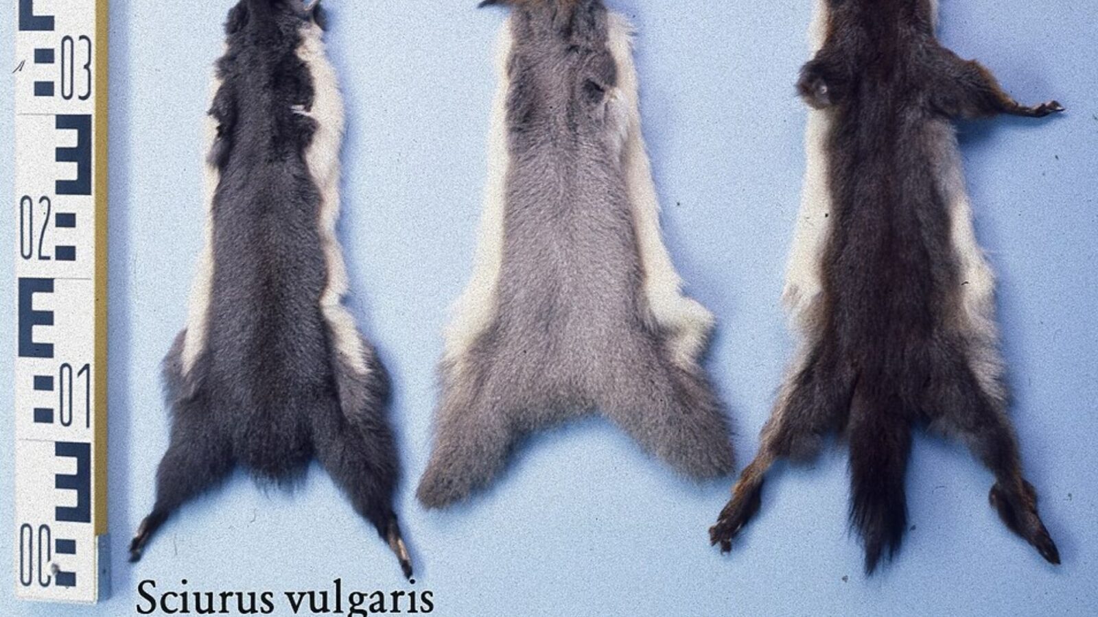 1. Finland And Russia Ran On Squirrel Pelts