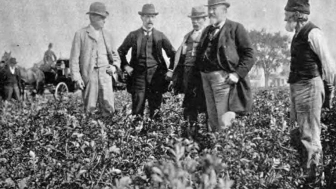 11. Pingree's Potato Patches Fed Thousands, Not Just Families